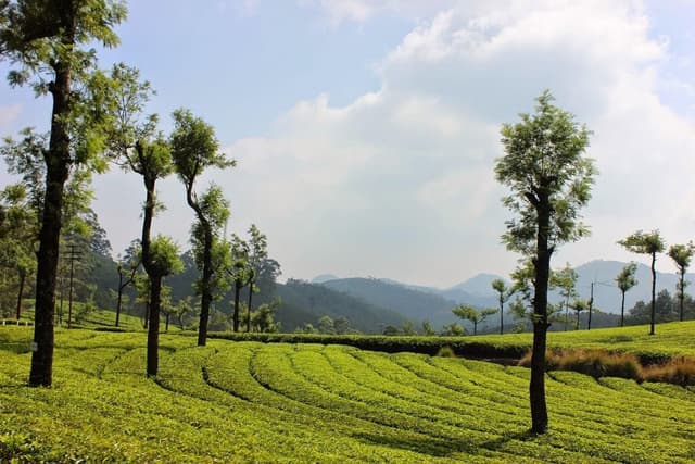 02NIGHTS-03DAYS CHARMING TRIP TO MUNNAR 