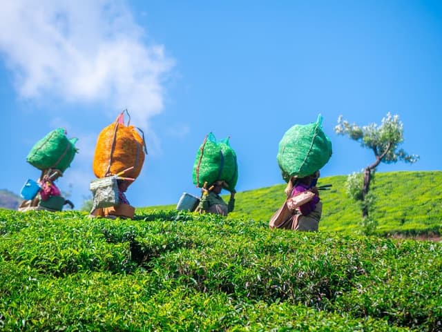 07NIGHTS-08DAYS COCHIN TRIVANDRUM PACKAGE