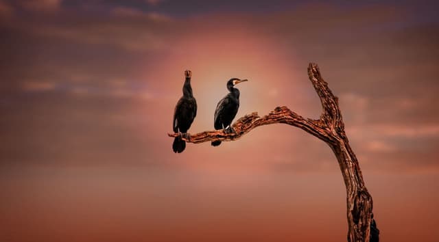 06NIGHTS-07DAYS COCHIN TRIVANDRUM PACKAGE