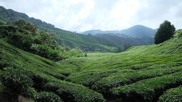 03NIGHTS-04DAYS WAYANAD PACKAGE