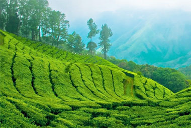 6 NIGHT 7 DAYS SPECIAL PACKAGES IN KERALA 