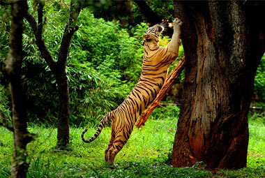 2 NIGHT 3 DAYS WAYANAD TOUR PACKAGES