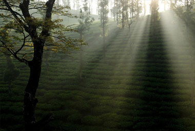 3 NIGHT 4 DAYS WAYANAD PACKAGES