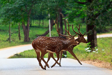 6 NIGHT 7 DAYS WAYANAD TOUR PACKAGES